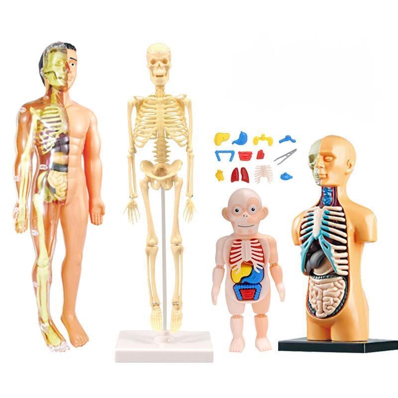 3D Human Body Torso Model Educational Assembly Lea..